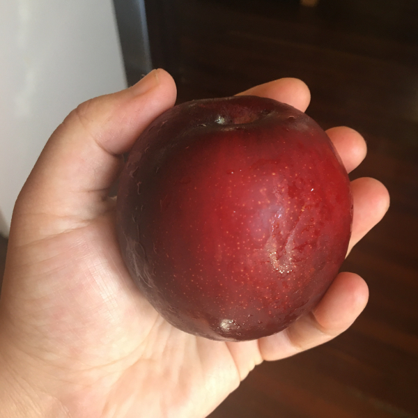 a pale-skinned hand holding a very large reddish-purple plum, it takes up most of the hand and has light speckles on it