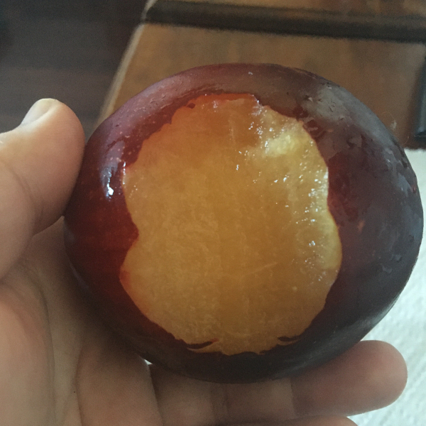 a pale-skinned hand holding a very large reddish-purple plum, there is a large bite taken out of it and you can see the fruit's juicy orange-yellow flesh